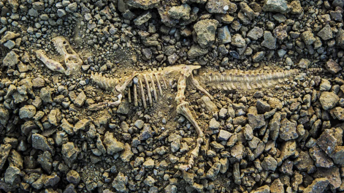 Argentine scientists discover 230-million-year-old dinosaur fossil