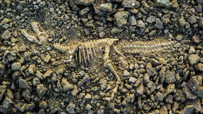 Argentine scientists discover 230-million-year-old dinosaur fossil