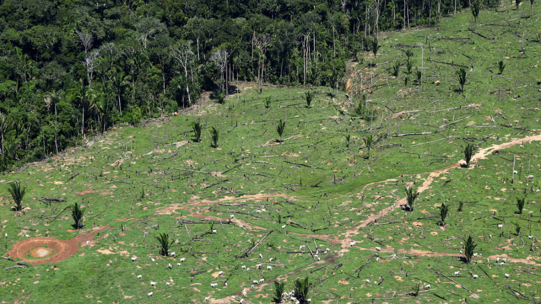 Investors managing $3 trillion in assets urge countries to stop deforestation
