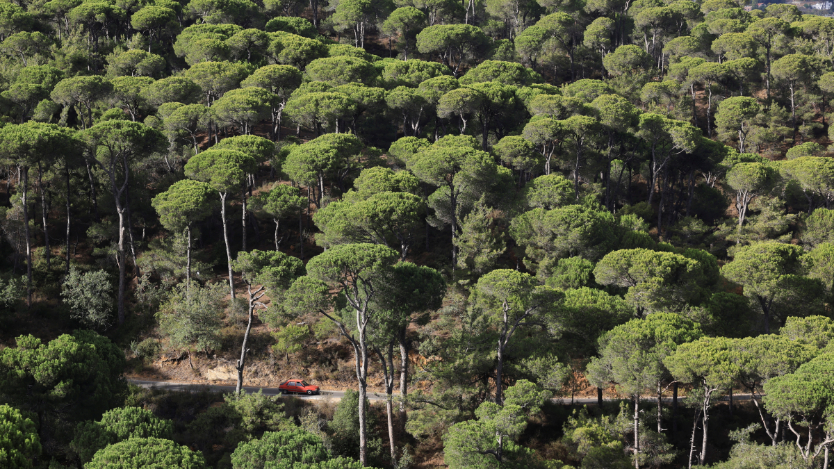 Lebanon’s historic pines are dying, one cone at a time