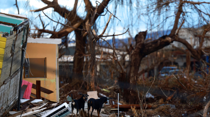 IMF says Jamaica has buffers to finance immediate disaster-related needs