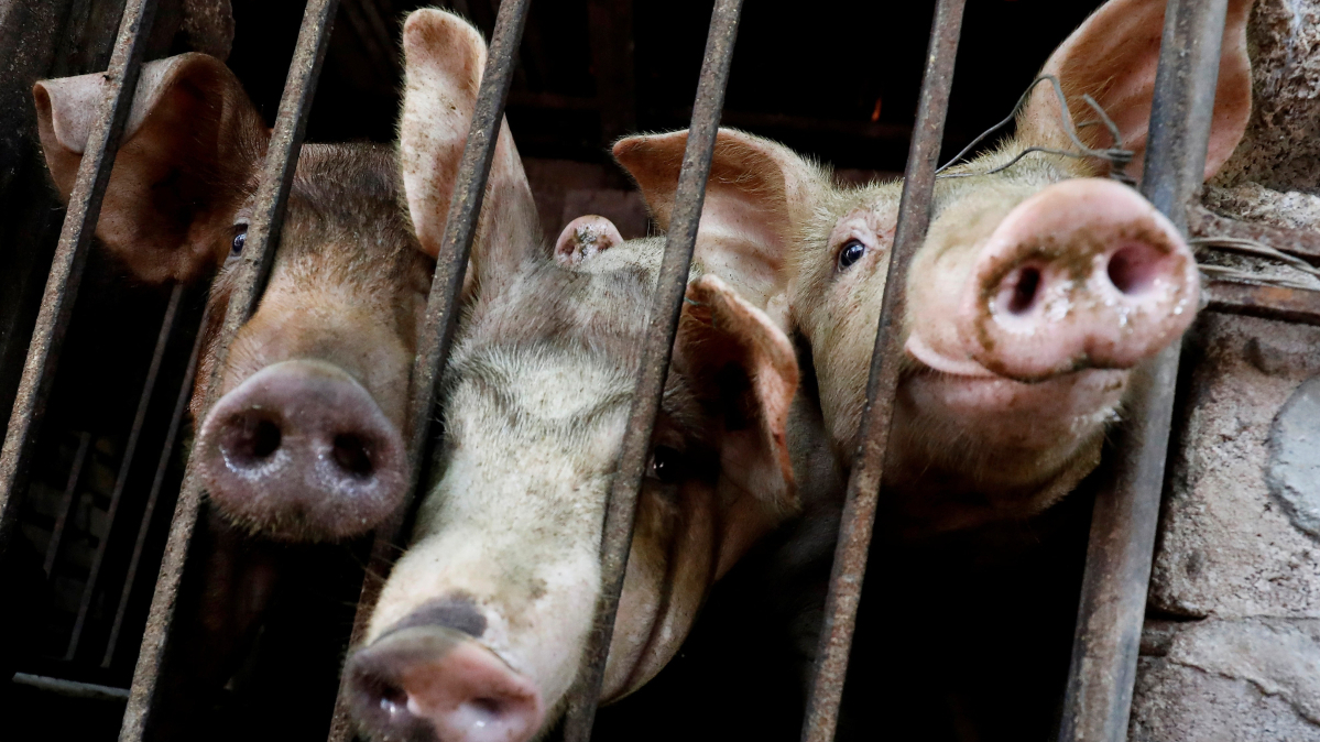 Spain reports return of African Swine Fever after three decades