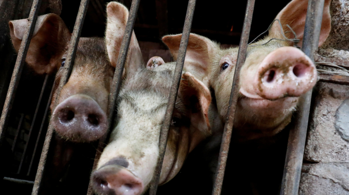 Spain reports return of African Swine Fever after three decades