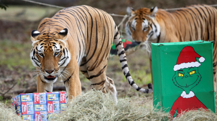 Colombia wildlife park gives animals Christmas-themed enrichment