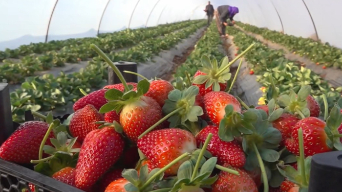 Turkish farmer turns scepticism into success with strawberry harvest