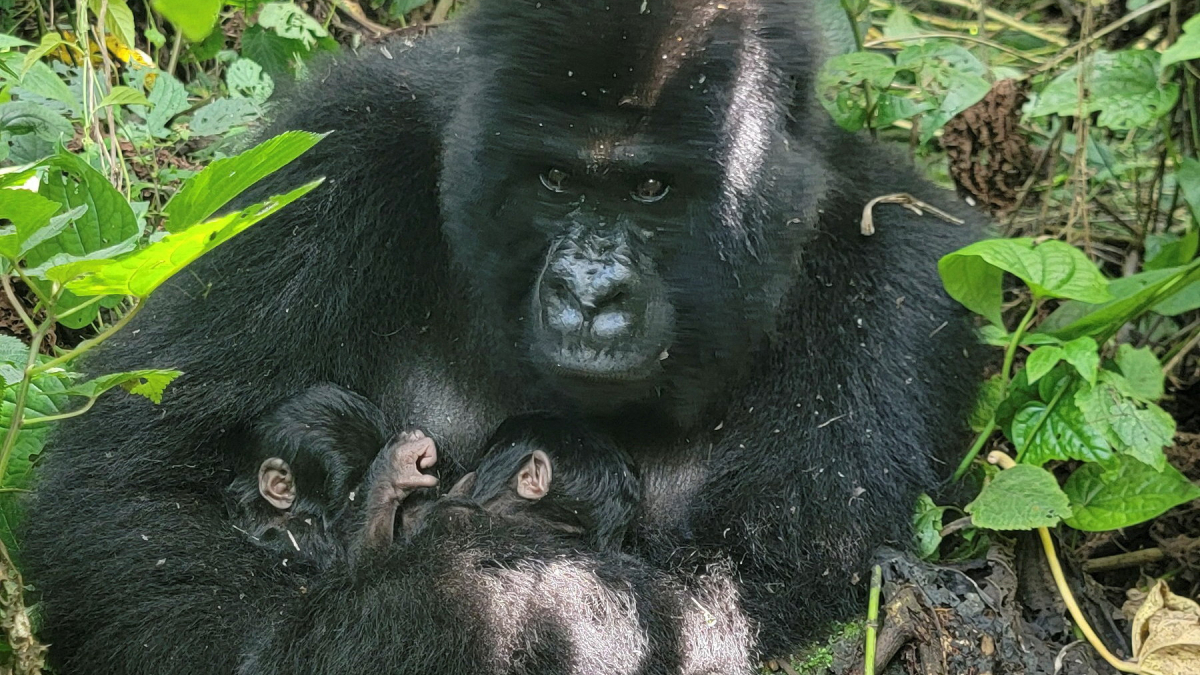 Endangered mountain gorilla gives birth to twins in war‑torn DR Congo
