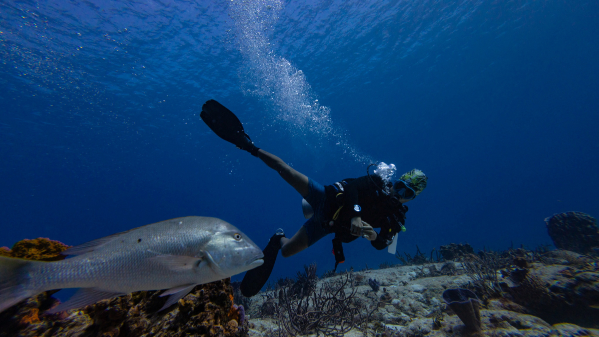 UN biodiversity treaty takes effect, targets 30% ocean protection by 2030