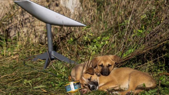 Ukraine launches verification procedure of Starlink terminals