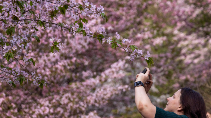 Japan cancels Mount Fuji cherry blossom festival after tourist behaviour concerns