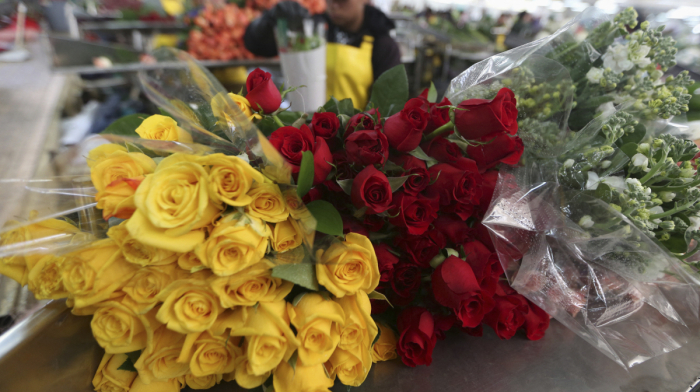 Colombian roses arrive in U.S. for Valentine’s amid tariffs, wage hikes and economic pressure