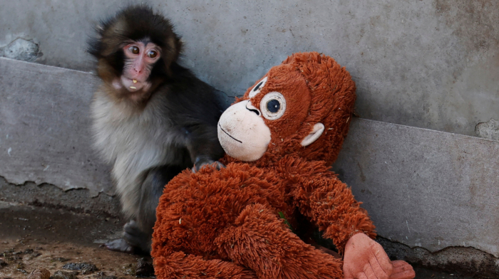 Baby monkey abandoned by mother goes viral after bonding with stuffed orangutan