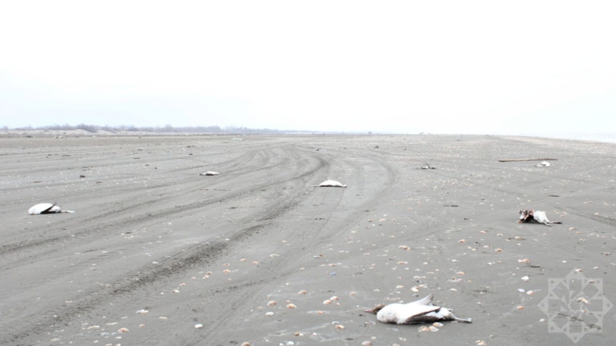 Azerbaijan investigates mass grebe deaths on Caspian coastline