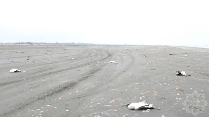 Azerbaijan investigates mass grebe deaths on Caspian coastline