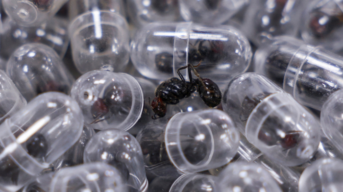 Kenyan court charges Chinese national for trying to smuggle 2,000 ants