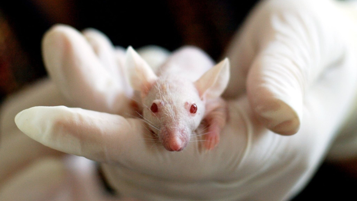 Leaked video exposes cruel animal testing practices in UK laboratories