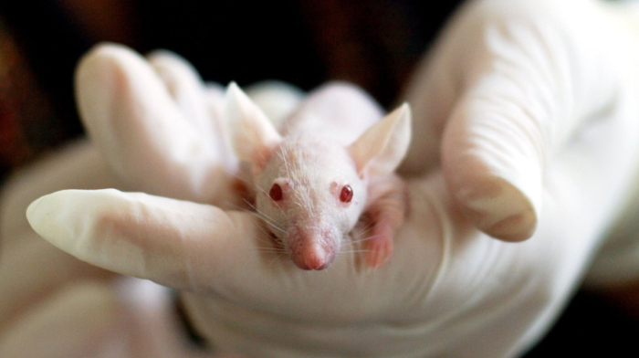 Leaked video exposes cruel animal testing practices in UK laboratories