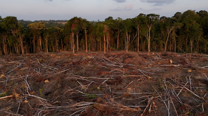 Tropical forest loss declines in 2025 from record high, report finds