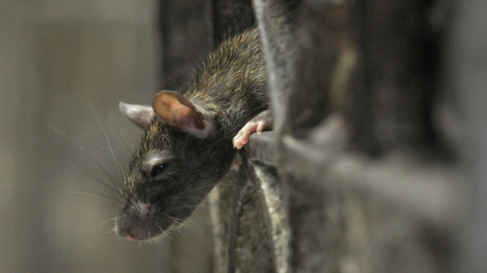 WHO investigating cruise ship hantavirus cases after three deaths