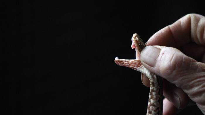 Scientists discover ‘two-headed’ snake hidden in ancient forests of southern China