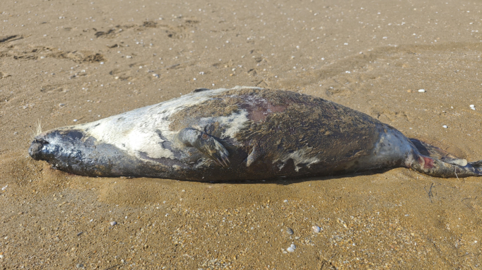 Around 300 Caspian seals found dead along Kazakhstan’s coastline