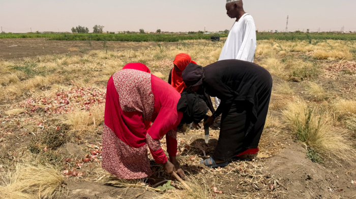Sudan farmers reduce production as Iran war drives fertiliser and fuel prices up