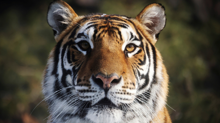Putin to gift Kazakhstan endangered tigers as he embarks on charm offensive