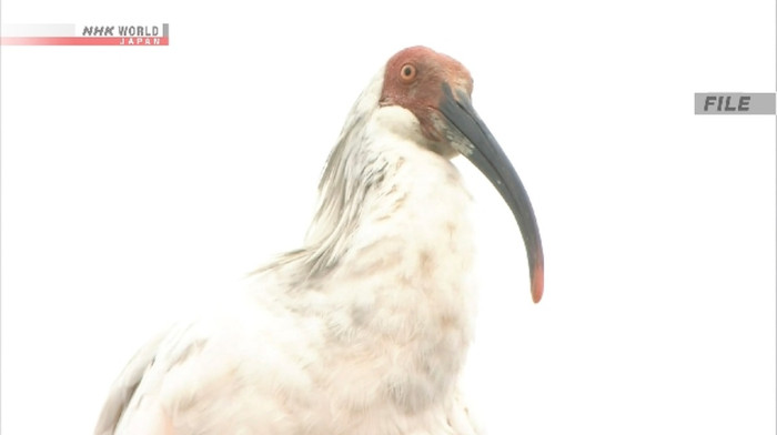 Crested ibises return to Honshu in landmark conservation release