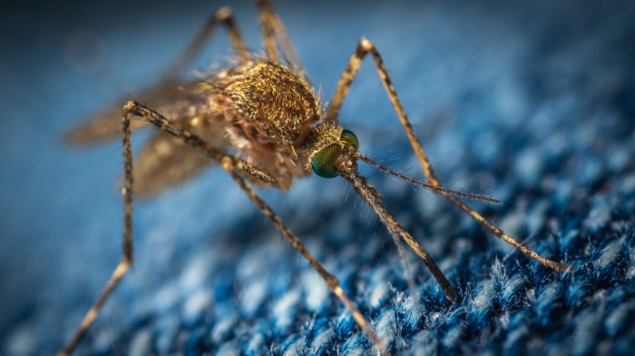 Why does Google want to release 32 million mosquitoes in the U.S.?