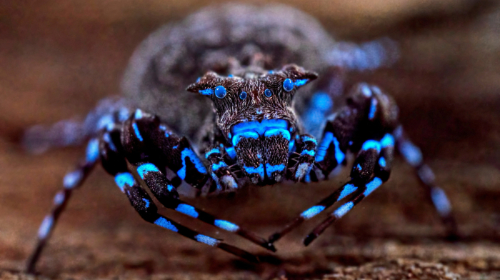 Scientists find new species of dragonfly, grasshopper and a fluorescent spider