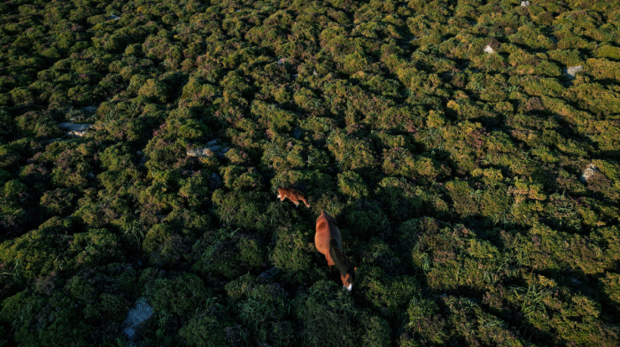 Study warns biodiversity loss could trigger wave of debt crises