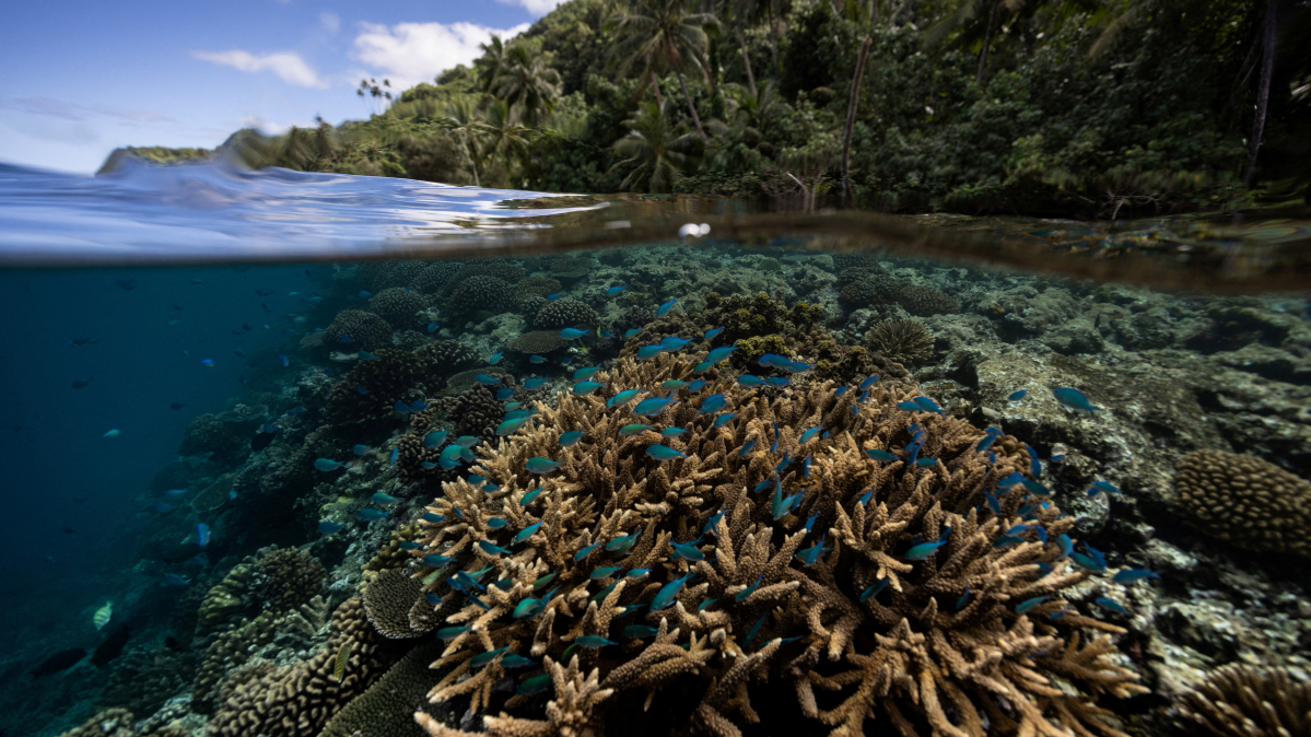 Scientists discover vast coral reefs resilient to climate change