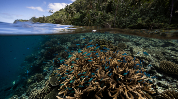 Scientists discover vast coral reefs resilient to climate change