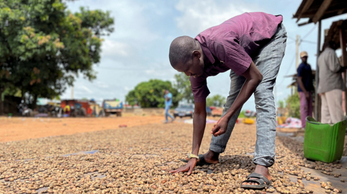 China opens cashew market to all African exporters