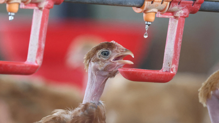 France Heatwave: Hundreds of thousands of poultry die as temperatures soar