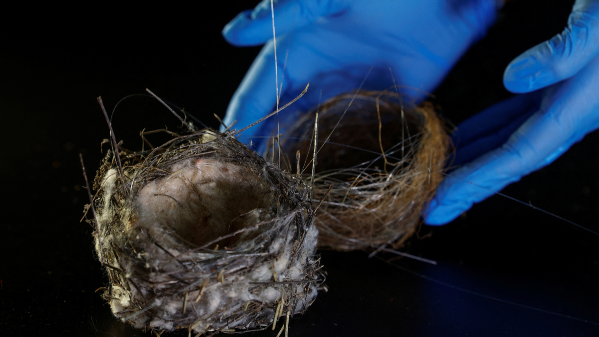 Bird nest woven with drone cables reveals war’s impact on Ukraine’s wildlife