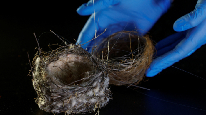 Bird nest woven with drone cables reveals war’s impact on Ukraine’s wildlife