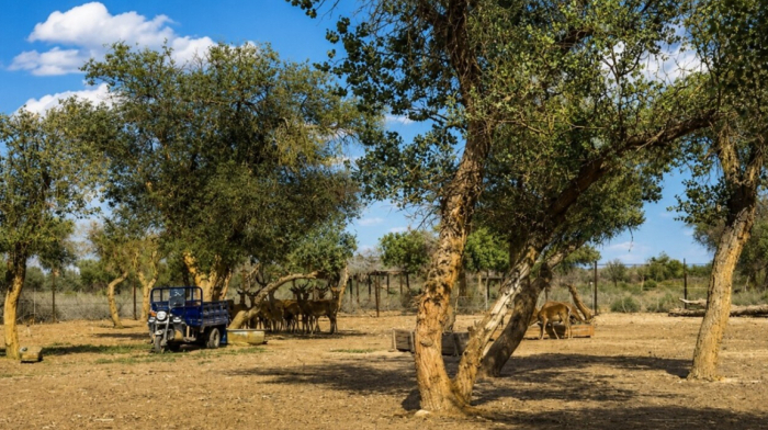 Uzbekistan races to save one of Central Asia's last tugai forests