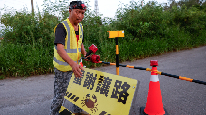 Taiwan's crab population doubled thanks to safer road crossings
