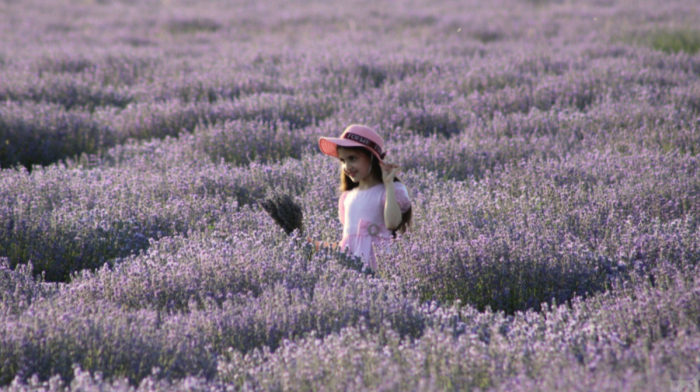 Lavender fields help Azerbaijan's Gabala bloom as agritourism destination