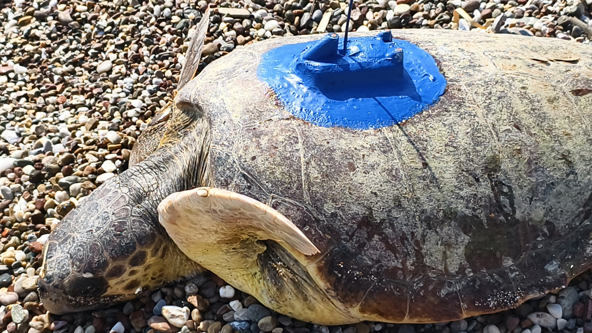 Endangered loggerhead turtles released into Mediterranean from Türkiye