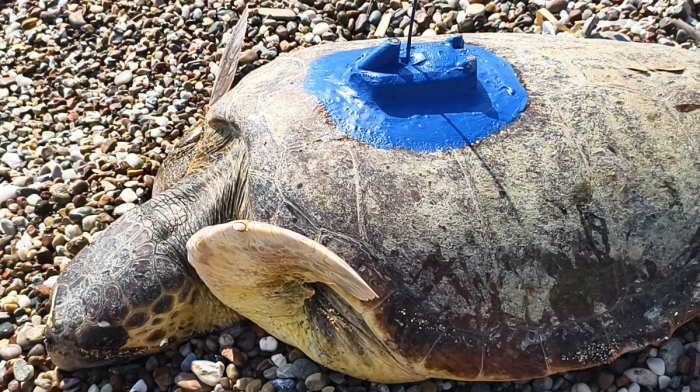 Endangered loggerhead turtles released into Mediterranean from Türkiye