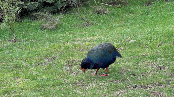 New Zealand discovers second H5N1 bird flu case in native hawk