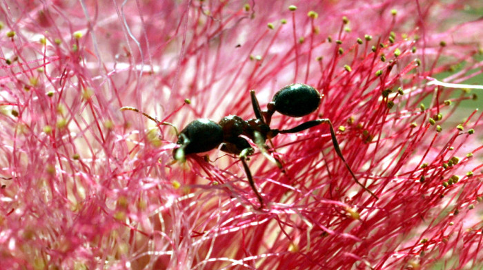 Michelin-starred chef faces jail for topping desserts with ants