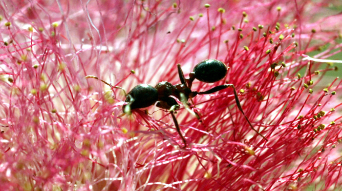 Michelin-starred chef faces jail for topping desserts with ants