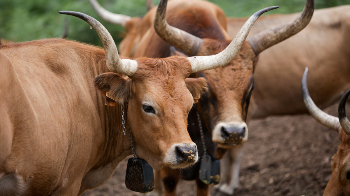 Native cattle return to Galicia to help prevent devastating wildfires