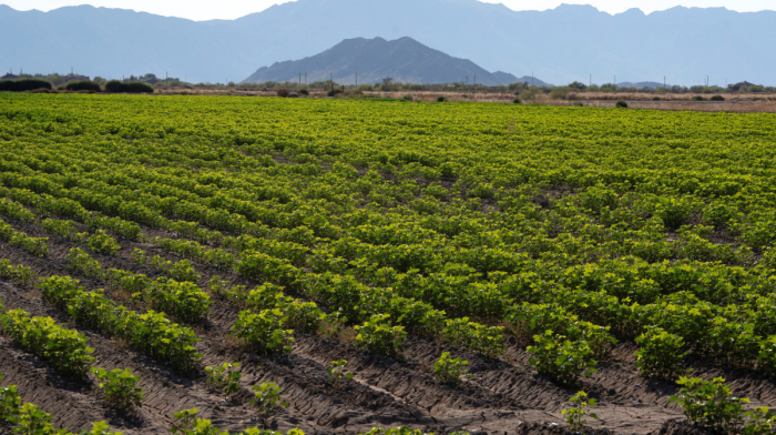 Healthier diets could slash farming emissions by 85% by 2050, study finds