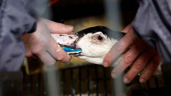 Brazil bans French delicacy foie gras, citing animal cruelty