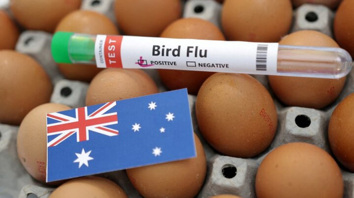 H5N1 bird flu kills dozens of seabirds as Australia warns of wider wildlife spread