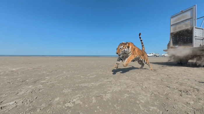 Amur tiger returns to Kazakhstan’s wild after more than 70 years