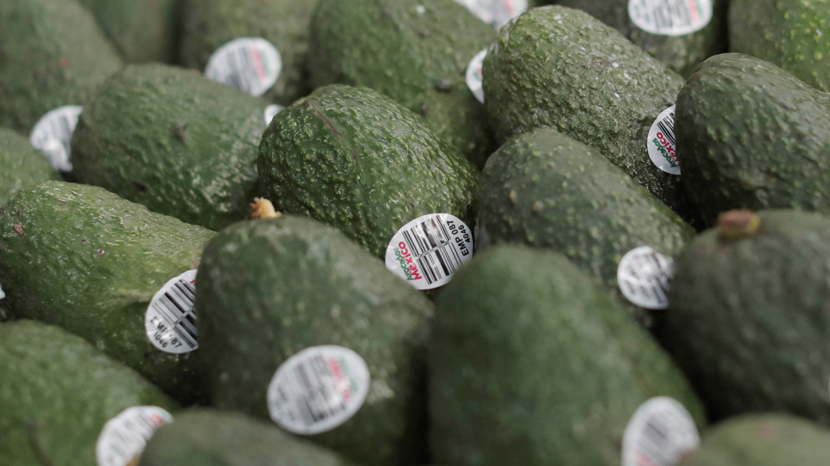 Mexico seeks to restore avocado exports after U.S. inspection halt